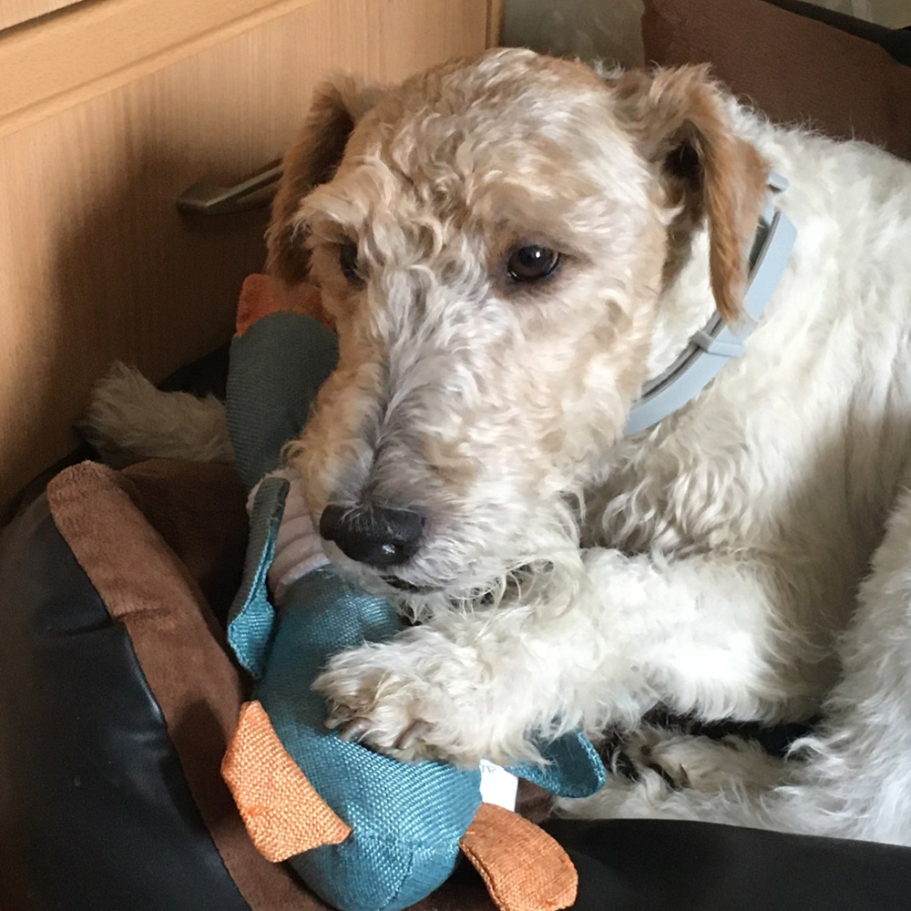 Pet Sounding Toy Playtime