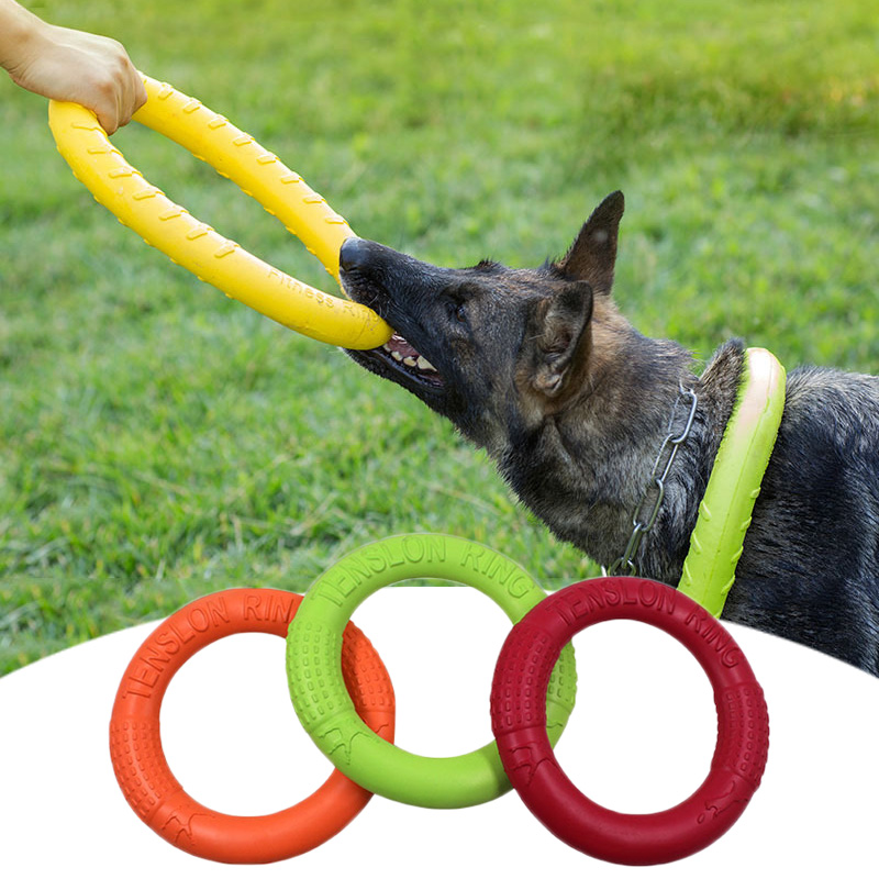 Chien jouant avec un disque